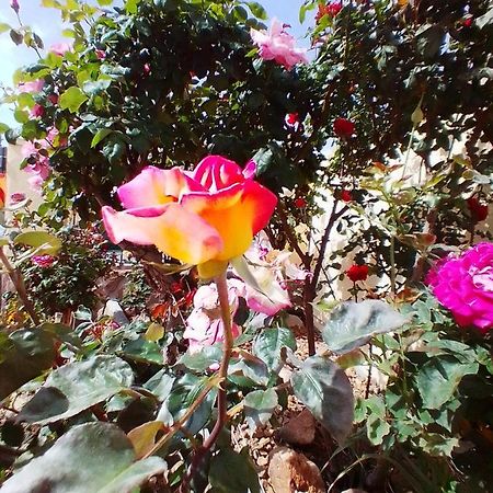 Las/Rosas Orgaz Exterior foto